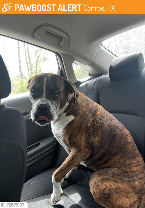 Found/Stray Female Dog last seen North 336, Conroe, TX 77301