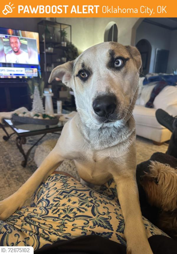 Found/Stray Female Dog last seen Meridian and sw 119th , Oklahoma City, OK 73173