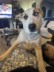 Found/Stray Female Dog last seen Meridian and sw 119th , Oklahoma City, OK 73173