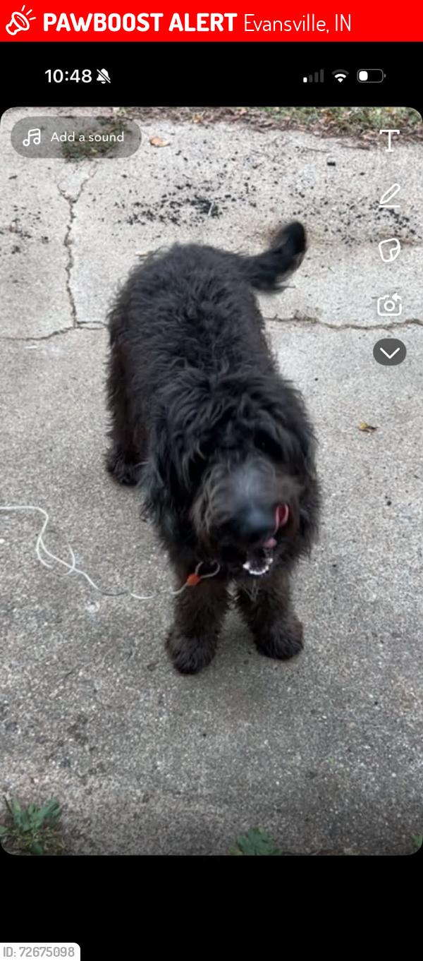 Lost Male Dog last seen Weinbach and Morgan, Evansville, IN 47711