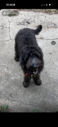 Lost Male Dog last seen Weinbach and Morgan, Evansville, IN 47711