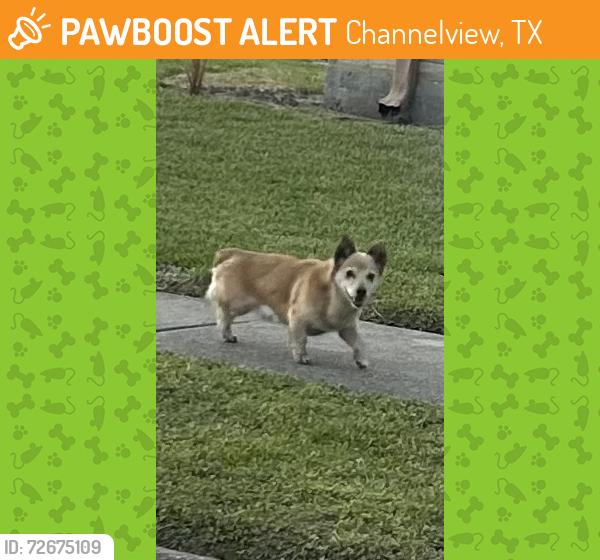 Found/Stray Unknown Dog last seen  corner of Northeast Silver Green and TOTHILL, Channelview, TX 77530