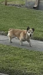 Found/Stray Unknown Dog last seen  corner of Northeast Silver Green and TOTHILL, Channelview, TX 77530