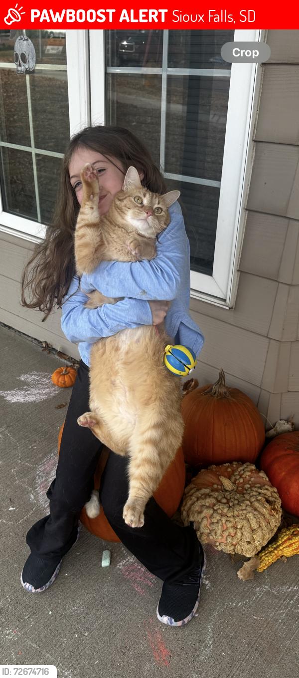 Lost Male Cat last seen Great Life Gym South Tennis LN, Sioux Falls, SD 57108