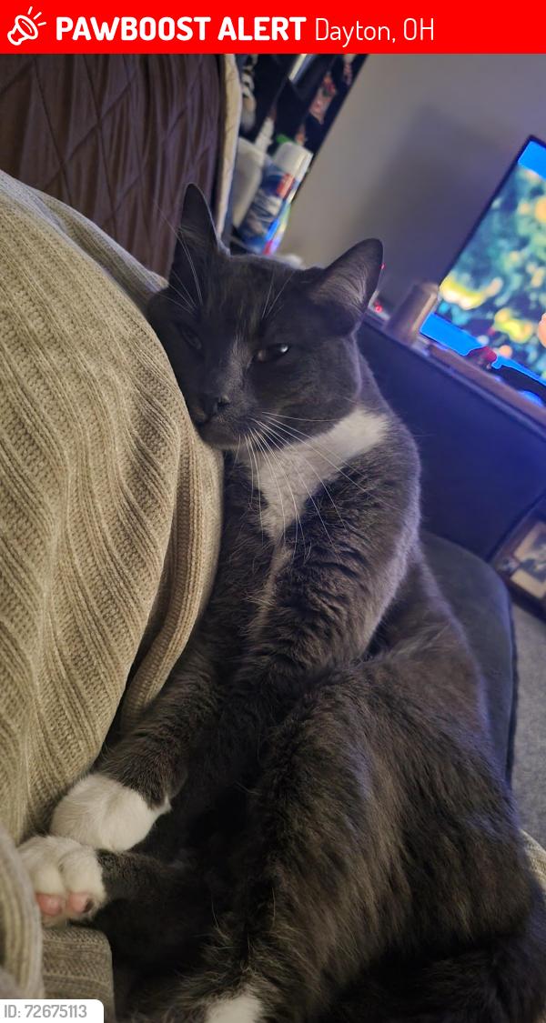Lost Male Cat last seen Marvel ave, Dayton, OH 45420
