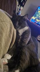 Lost Male Cat last seen Marvel ave, Dayton, OH 45420