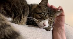 Lost Male Cat last seen Wrigley and fenway st. Summerfield area, Riverview, FL 33579