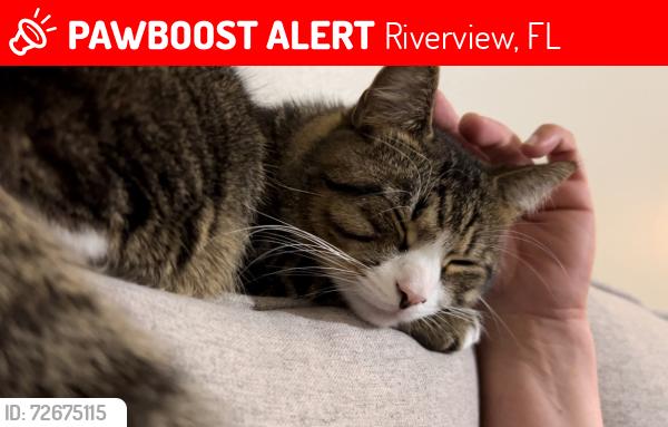 Lost Male Cat last seen Wrigley and fenway st. Summerfield area, Riverview, FL 33579
