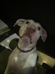 Found/Stray Female Dog last seen Mission valley shopping center , Raleigh, NC 27606