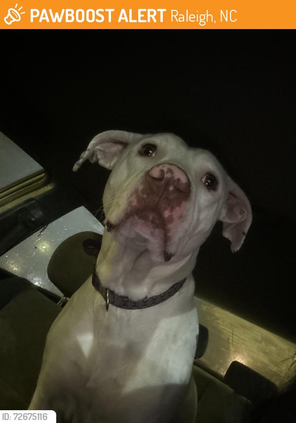 Found/Stray Female Dog last seen Mission valley shopping center , Raleigh, NC 27606