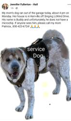 Lost Male Dog last seen Singing Wind Dr, Kerrville, TX 78028