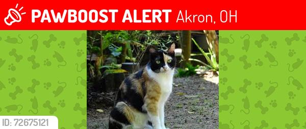 Lost Male Cat last seen Albrecht, Akron, OH 44312