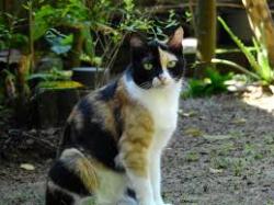 Lost Male Cat last seen Albrecht, Akron, OH 44312