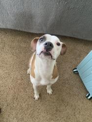 Found/Stray Female Dog last seen Cutter Rd, Houston, TX 77070