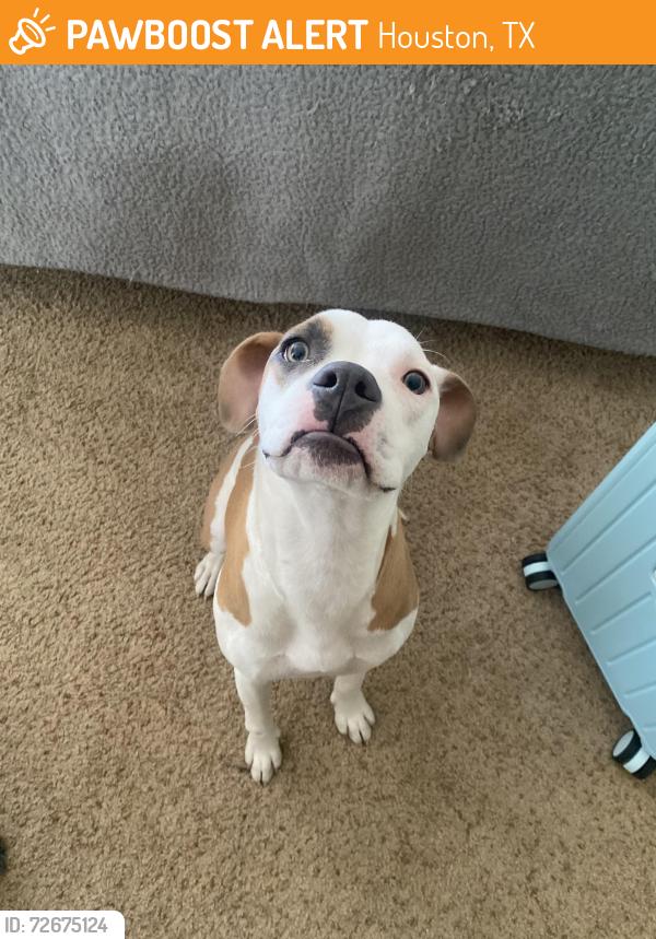 Found/Stray Female Dog last seen Cutter Rd, Houston, TX 77070