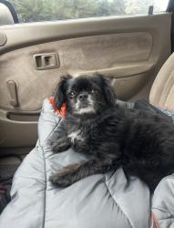Lost Male Dog last seen , Loudon County, TN 37774
