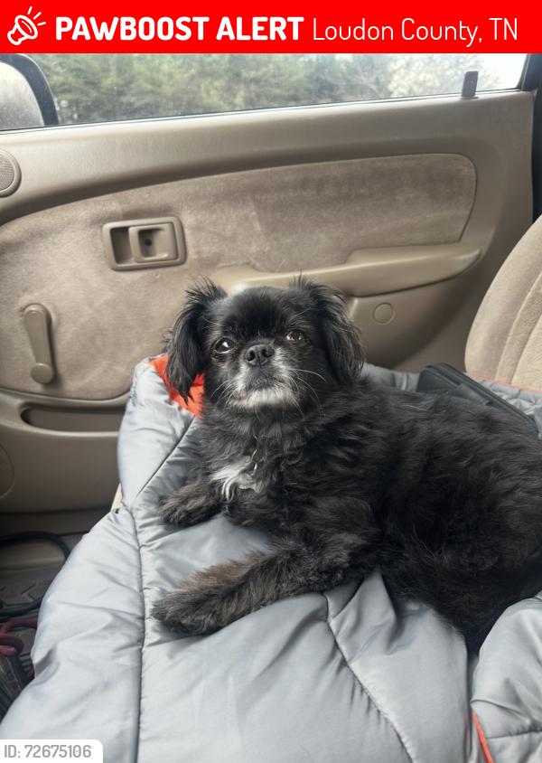 Lost Male Dog last seen , Loudon County, TN 37774