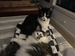 Lost Male Cat last seen Old Orchard Dr and Rimrock, Cedar Rapids, IA 52402