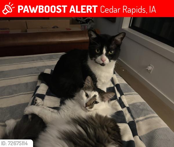 Lost Male Cat last seen Old Orchard Dr and Rimrock, Cedar Rapids, IA 52402