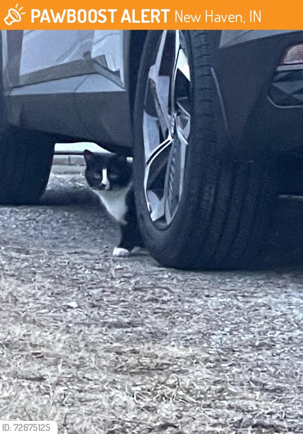 Found/Stray Male Cat last seen Georgian Park , New Haven, IN 46774