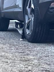 Found/Stray Male Cat last seen Georgian Park , New Haven, IN 46774