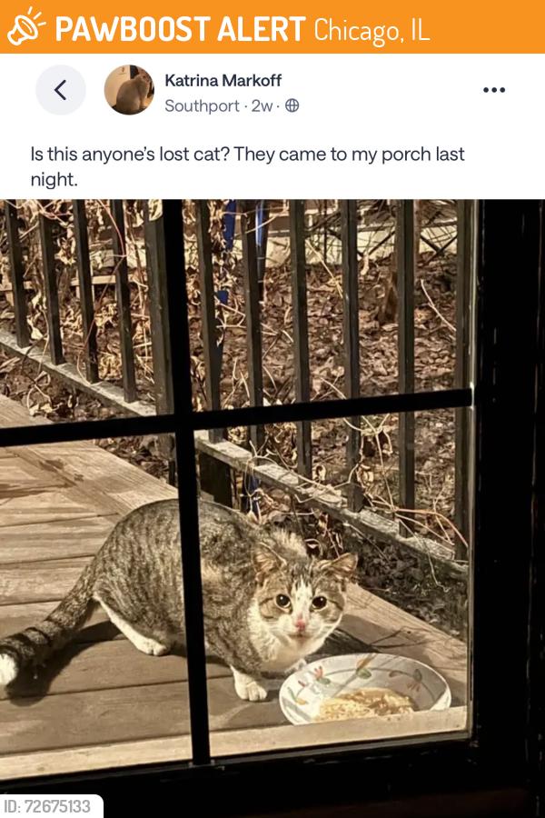 Found/Stray Unknown Cat last seen Southport, Chicago, IL 60613