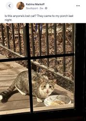 Found/Stray Unknown Cat last seen Southport, Chicago, IL 60613