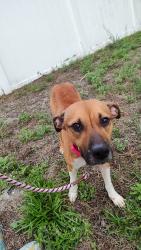 Found/Stray Female Dog last seen Woodlawn Terrace and Pinecrest Way, Clearwater, FL 33755