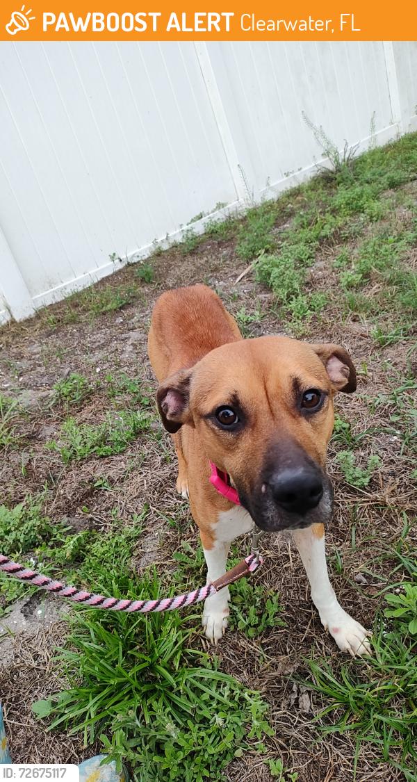 Found/Stray Female Dog last seen Woodlawn Terrace and Pinecrest Way, Clearwater, FL 33755