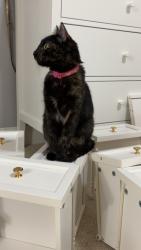 Lost Female Cat last seen Timarron park , Tomball, TX 77375