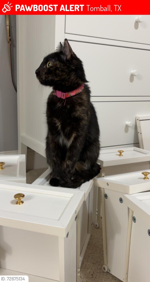 Lost Female Cat last seen Timarron park , Tomball, TX 77375