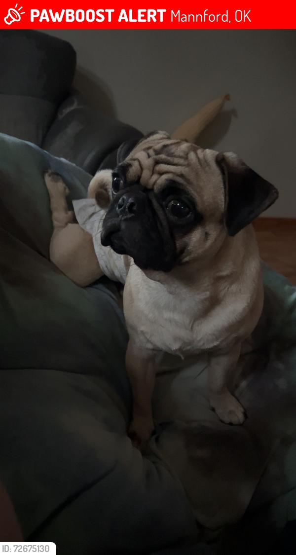 Lost Male Dog last seen Basin Fire Department, Mannford, OK 74044