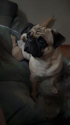 Lost Male Dog last seen Basin Fire Department, Mannford, OK 74044