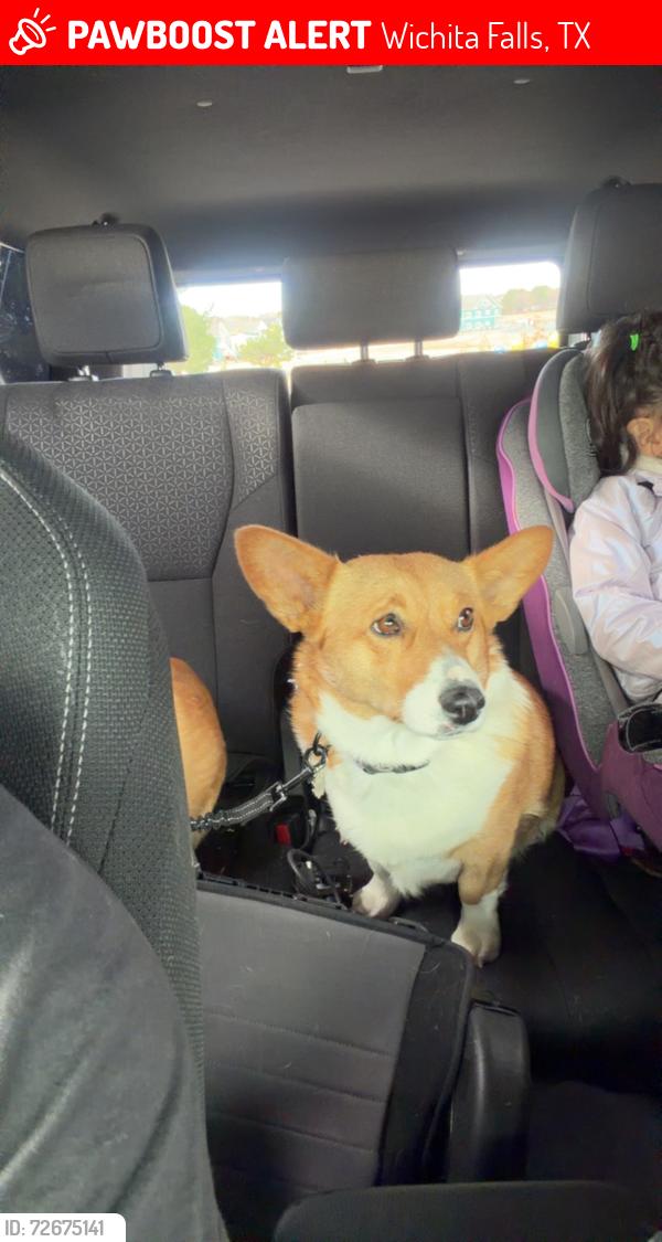 Lost Female Dog last seen Wichita Falls, TX, Wichita Falls, TX 76302