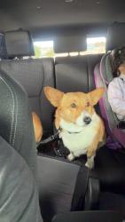 Lost Female Dog last seen Wichita Falls, TX, Wichita Falls, TX 76302