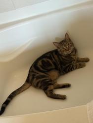 Lost Male Cat last seen My 2bd floor balcony facing key west ave, Rockville, MD 20850