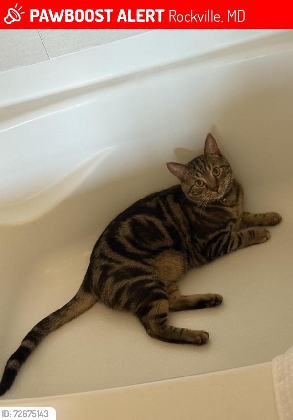 Lost Male Cat last seen My 2bd floor balcony facing key west ave, Rockville, MD 20850