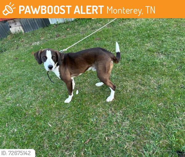 Found/Stray Male Dog last seen Monterey , Monterey, TN 38574