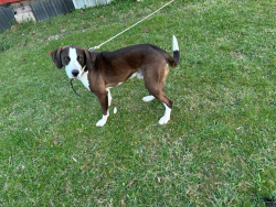 Found/Stray Male Dog last seen Monterey , Monterey, TN 38574