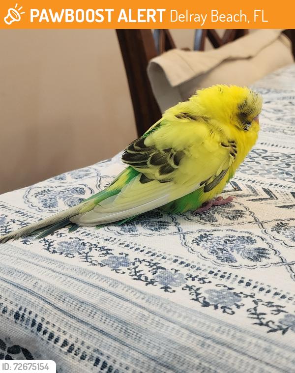 Found/Stray Unknown Bird last seen Rainberry Bay, Delray Beach, Delray Beach, FL 33445