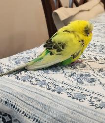 Found/Stray Unknown Bird last seen Rainberry Bay, Delray Beach, Delray Beach, FL 33445