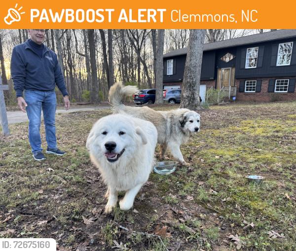 Found/Stray Unknown Dog last seen Near Farrior drive, Clemmons, NC 27012