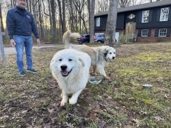 Found/Stray Unknown Dog last seen Near Farrior drive, Clemmons, NC 27012