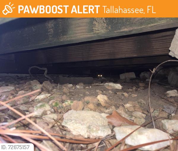 Found/Stray Female Cat last seen Bradford and Meridian, Tallahassee, FL 32303