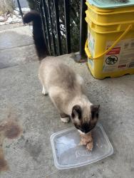 Found/Stray Unknown Cat last seen South Allen and Ryckman Ave , Albany, NY 12208