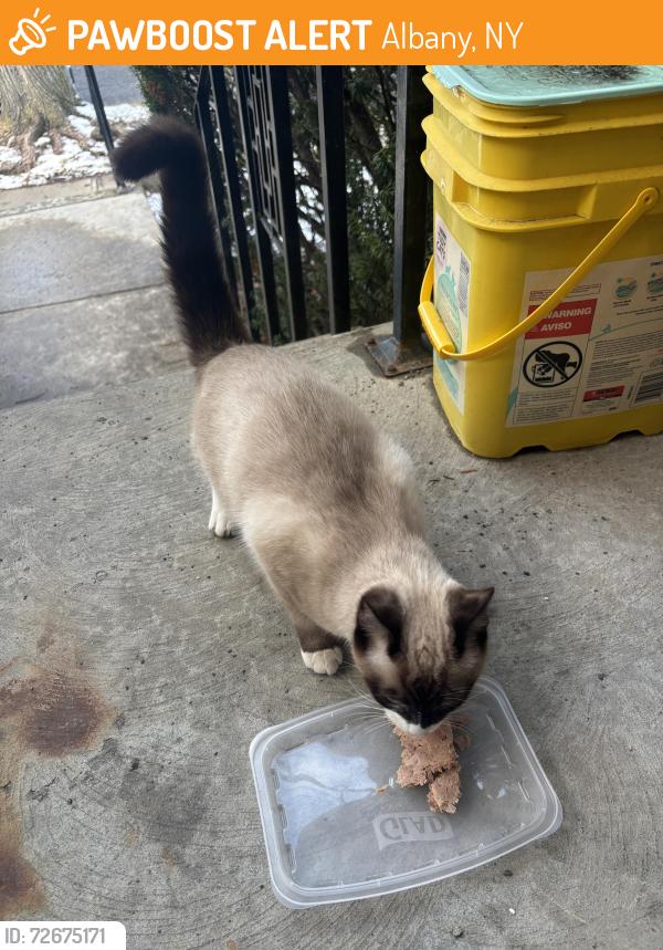 Found/Stray Unknown Cat last seen South Allen and Ryckman Ave , Albany, NY 12208