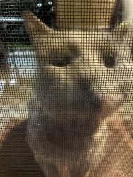 Found/Stray Unknown Cat last seen Hampton Downs townhouse complex, Greensboro, NC 27410