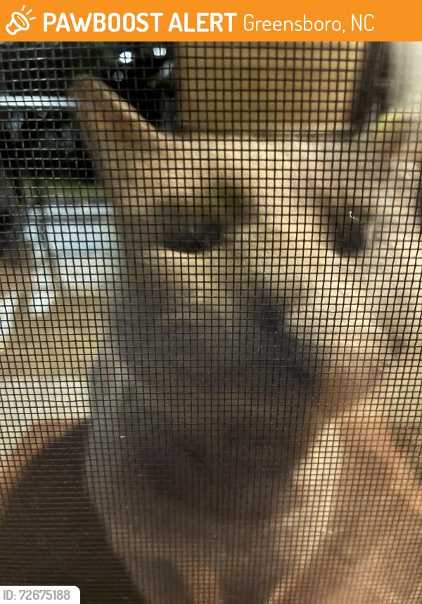 Found/Stray Unknown Cat last seen Hampton Downs townhouse complex, Greensboro, NC 27410