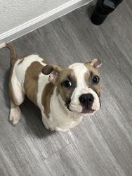 Found/Stray Male Dog last seen Capricorn dr, Granbury, TX 76049