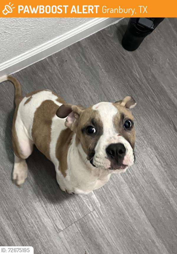 Found/Stray Male Dog last seen Capricorn dr, Granbury, TX 76049